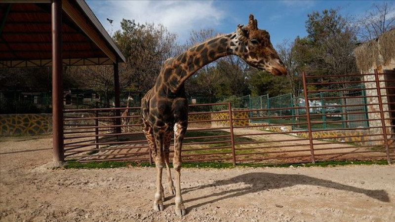 Zürafa Şakir hayatını kaybetti
