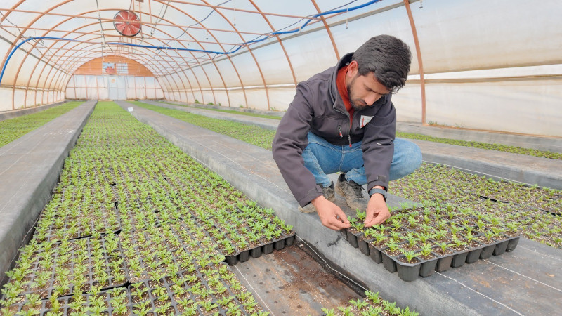 Şanlıurfa Büyükşehir seralarında 400 bin yazlık çiçek üretiliyor